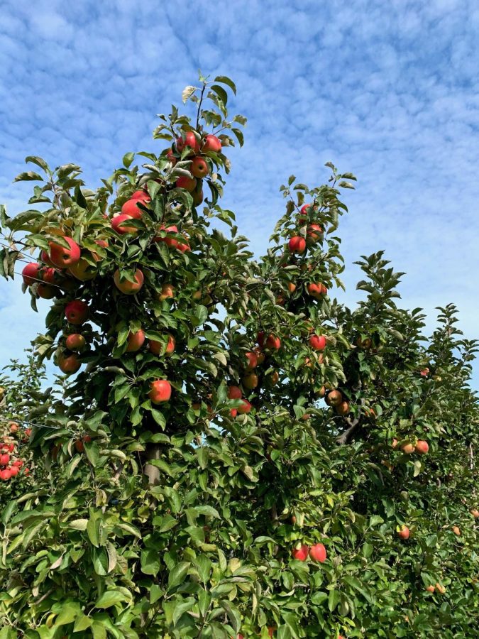 Apple picking at Tougas Farms.