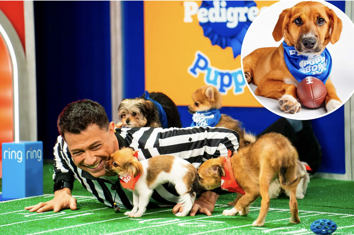 Puppy Bowl Referee Dan Schachner “Keeps These Pups in Line!”