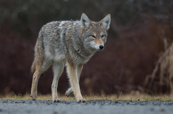 Increased Coyote Sightings In Westborough
