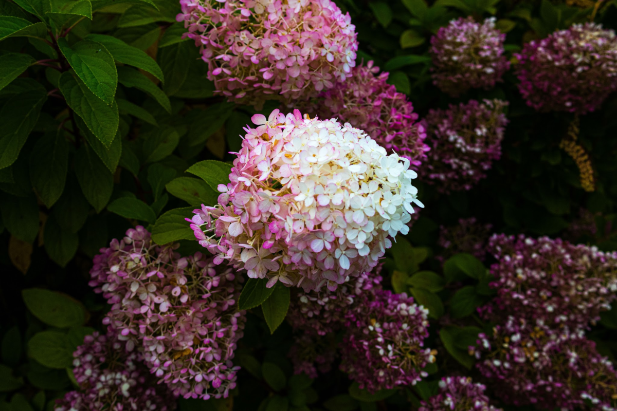 Photo of the Week for the week of September 22, 2025.
(Digital Photography II) 