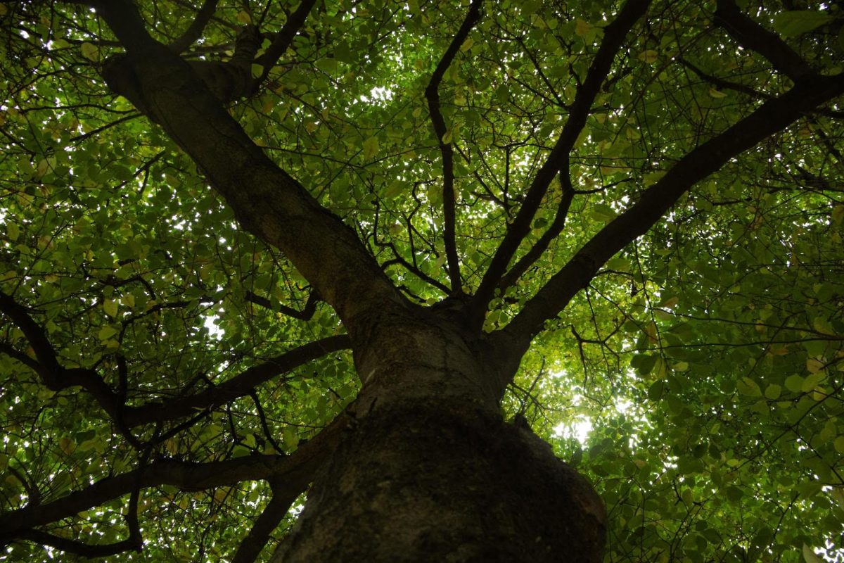 Photo of the Week for the week of November 10, 2025 (Digital Photography II) 